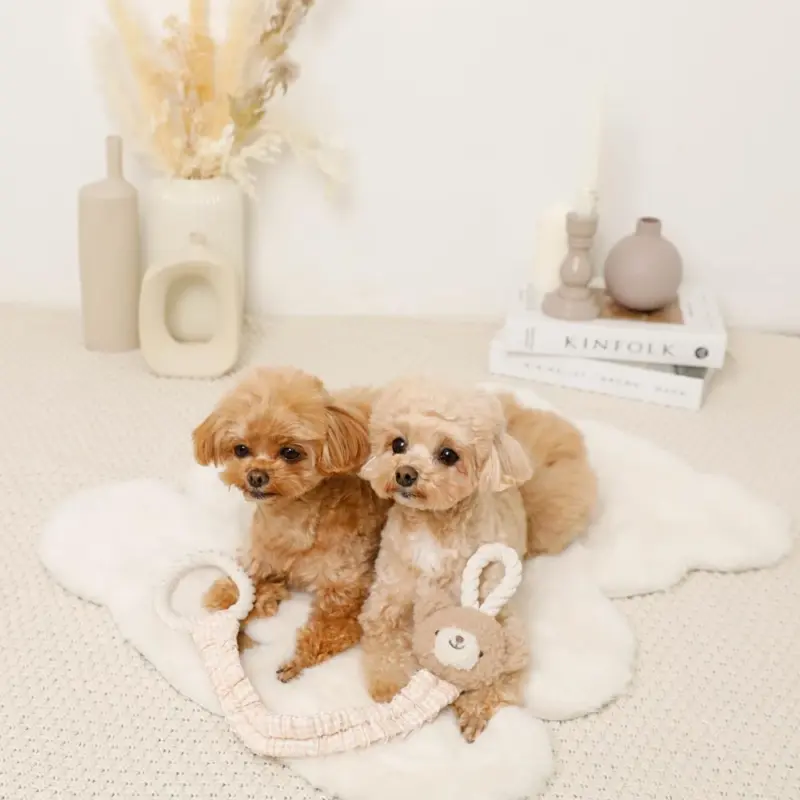 wear dog - Professional Guide and Review