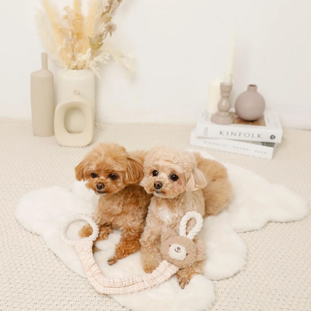 wear dog - Professional Guide and Review