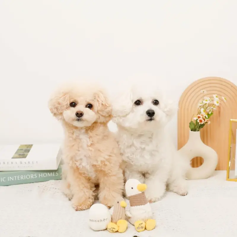 愛犬 t シャツ - Professional Guide and Review