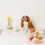 ピクニックセットのおもちゃ