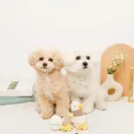 くびながのあひるさん親子SET