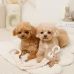 くまさんひっぱりロープおもちゃ