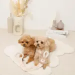 くまさんひっぱりロープおもちゃ