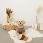 ノーズワークドーナツ型おもちゃ