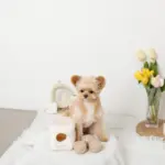 くまさんボールのノーズワークおもちゃ