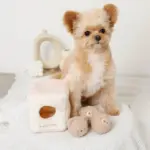 くまさんボールのノーズワークおもちゃ