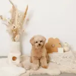 くまさんボールのノーズワークおもちゃ