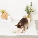 ノーズワークお花型ロープおもちゃ