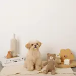 コーデュロイのくまさん