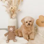 コーデュロイのくまさん