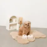 いちごのショートケーキノーズワークおもちゃ