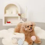 マカロンのおもちゃ