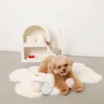 マカロンのおもちゃ