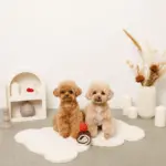 ロールケーキノーズワークおもちゃ