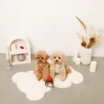 wear dog - Professional Guide and Review