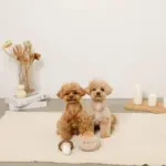 きのことくりのおもちゃSET