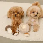 きのことくりのおもちゃSET