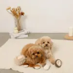 きのことくりのおもちゃSET