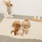 きのことくりのおもちゃSET