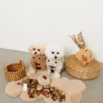 きのことくりのおもちゃSET