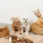 きのことくりのおもちゃSET