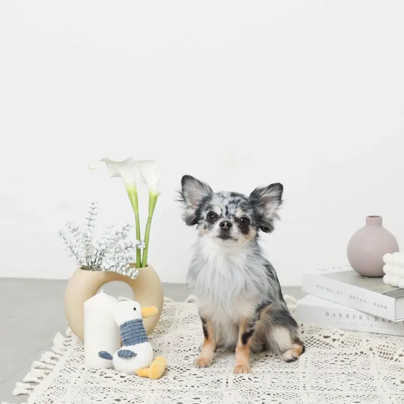 くびながのあひるさん