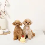 ノーズワークプリンおもちゃ