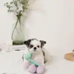 ぶどうノーズワークおもちゃ