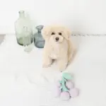 ぶどうノーズワークおもちゃ