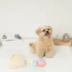 貝殻の仲間たちノーズワークおもちゃ+巾着袋付き