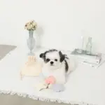 貝殻の仲間たちノーズワークおもちゃ+巾着袋付き