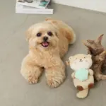 ラッコと貝殻おもちゃ