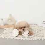 貝殻ノーズワークおもちゃ