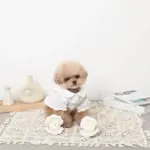 貝殻ノーズワークおもちゃ