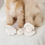 貝殻ノーズワークおもちゃ