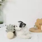 パイナップルノーズワークおもちゃ