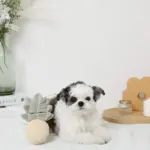 パイナップルノーズワークおもちゃ