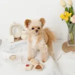 クッキー詰め合わせノーズワークおもちゃ