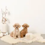 ノーズワークさいころおもちゃ