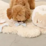 ノーズワークさいころおもちゃ