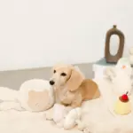 ノーズワークさいころおもちゃ