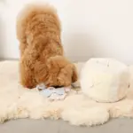 ノーズワークさいころおもちゃ