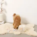 ノーズワークさいころおもちゃ