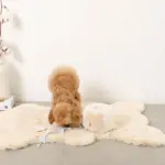 ノーズワークさいころおもちゃ