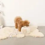 ノーズワークさいころおもちゃ