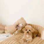 くまさんハンドパペット