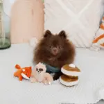 ちいさなナマケモノさん