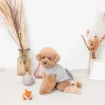 ちいさなナマケモノさん