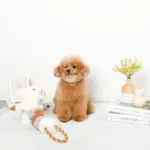 くるくる綱引きブタさん