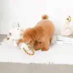 くるくる綱引きブタさん